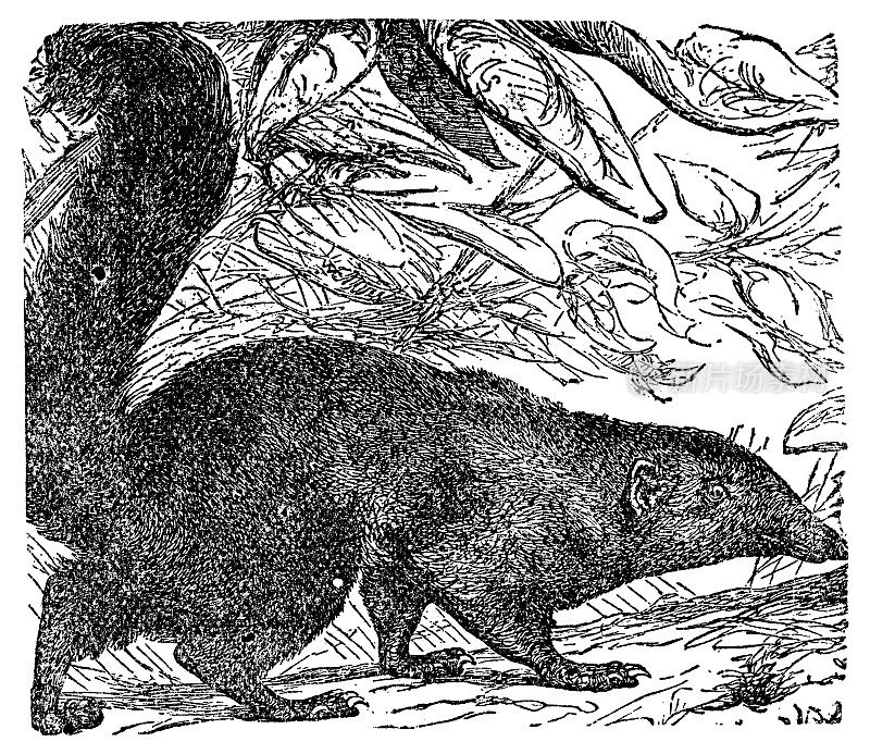 苏门答腊树鼩(图帕亚属)- 19世纪